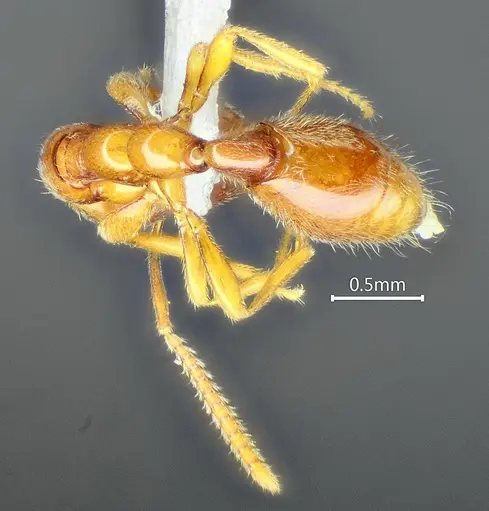 Protanilla furcomandibula specimen