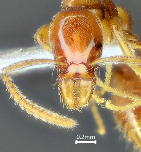 Protanilla furcomandibula specimen