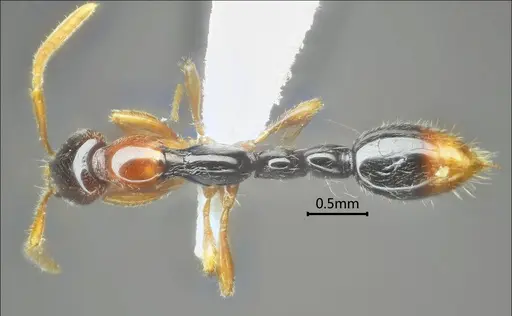 Protanilla gengma specimen