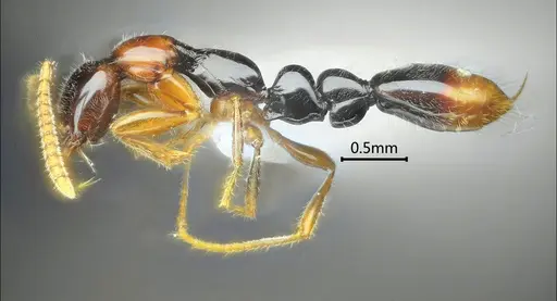 Protanilla gengma specimen
