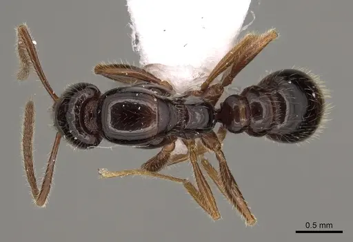 Protanilla helenae specimen