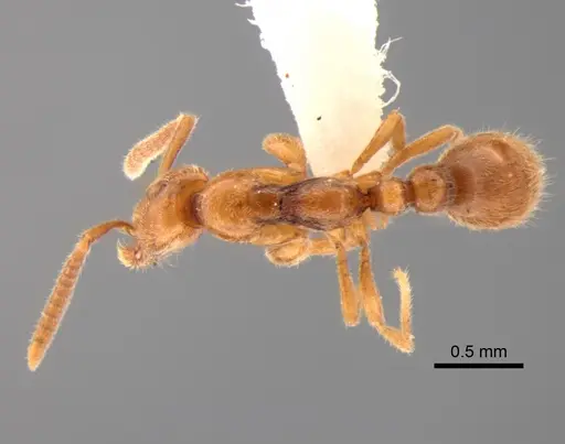 Protanilla izanagi specimen