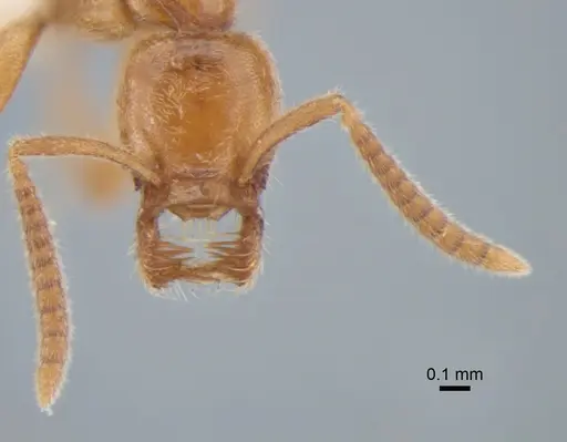 Protanilla izanagi specimen