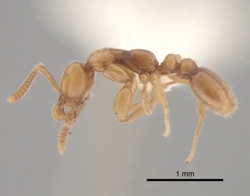 Protanilla izanagi specimen