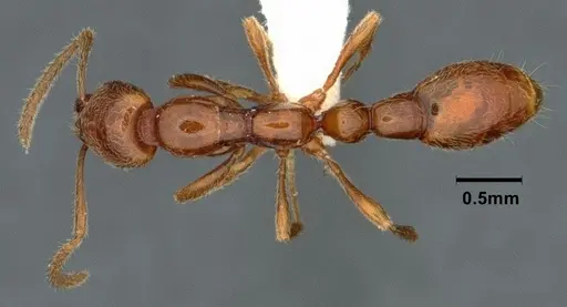 Protanilla jongi specimen