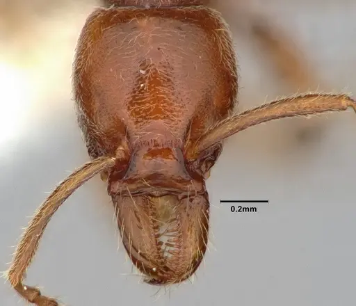 Protanilla jongi specimen