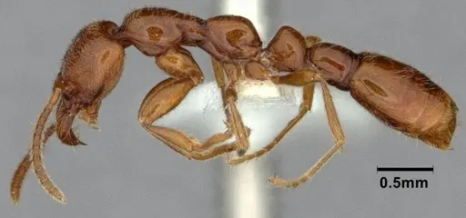 Protanilla jongi specimen