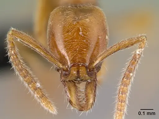 Protanilla lini specimen