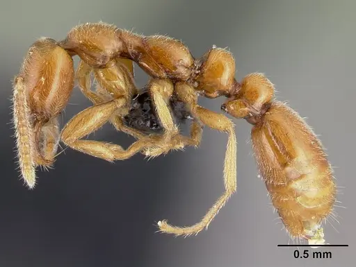 Protanilla lini specimen