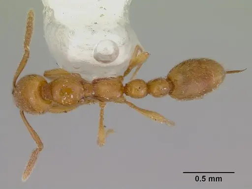 Protanilla lini - CASENT0172005