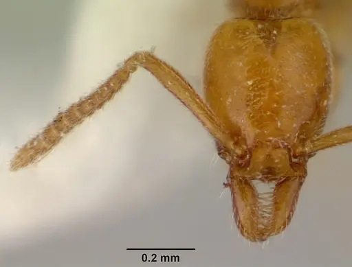 Protanilla lini - CASENT0172005