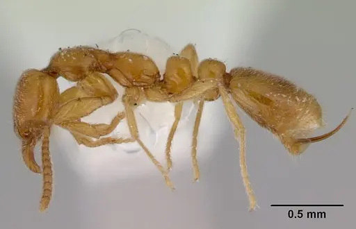 Protanilla lini - CASENT0172005