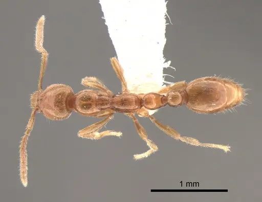 Protanilla lini - CASENT0842755