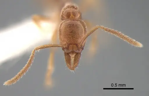 Protanilla lini - CASENT0842755