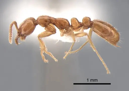 Protanilla lini - CASENT0842755