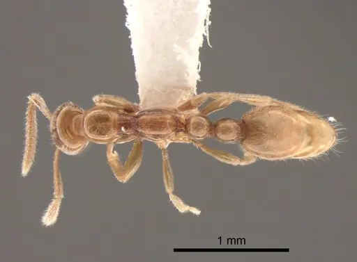 Protanilla lini - CASENT0842760