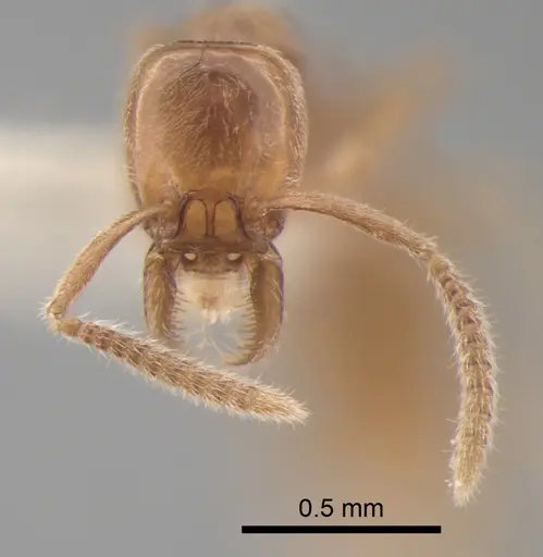 Protanilla lini - CASENT0842760