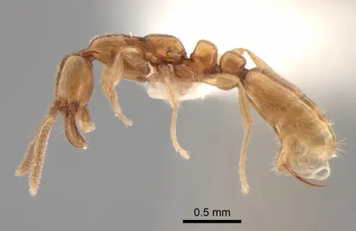 Protanilla lini - CASENT0842760