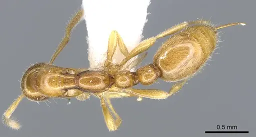 Protanilla lini - CASENT0902783