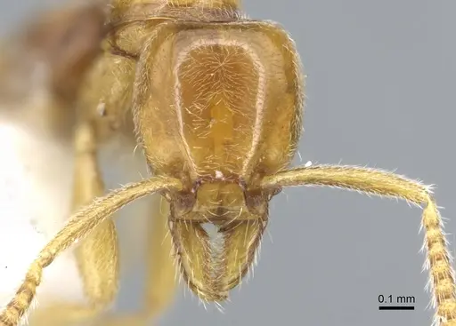 Protanilla lini - CASENT0902783