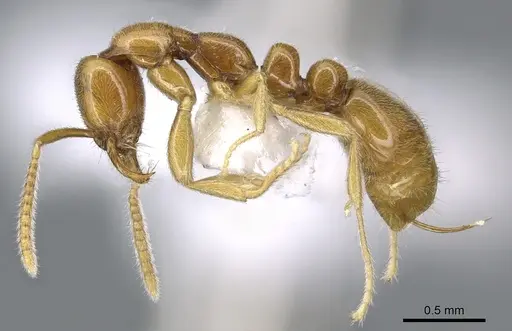 Protanilla lini - CASENT0902783