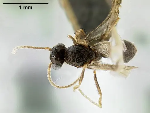 Protanilla lini - OKENT0027514