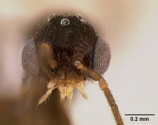 Protanilla lini - OKENT0027514