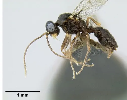 Protanilla lini - OKENT0027514