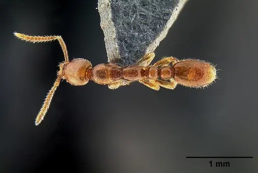 Protanilla lini - OKENT0035688