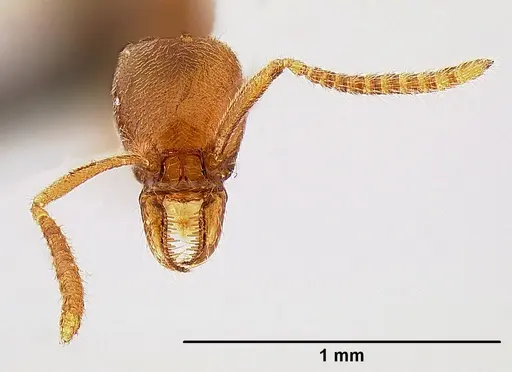 Protanilla lini - OKENT0035688