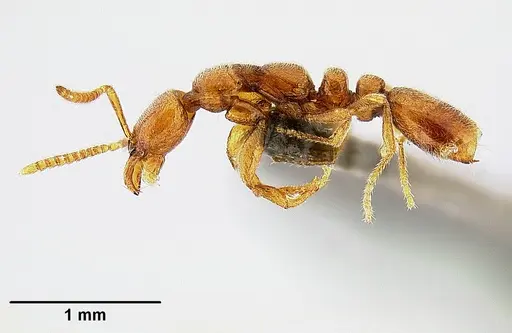 Protanilla lini - OKENT0035688