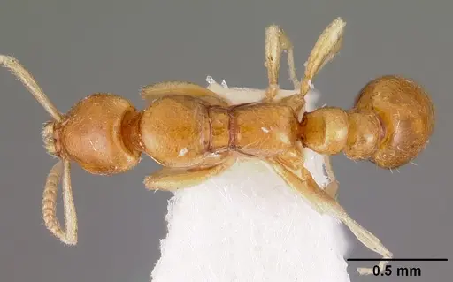 Protanilla rafflesi specimen