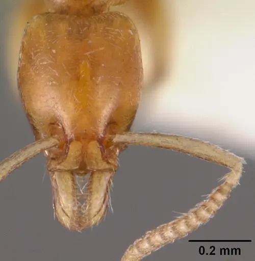 Protanilla rafflesi specimen