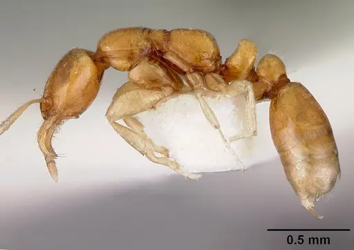 Protanilla rafflesi specimen