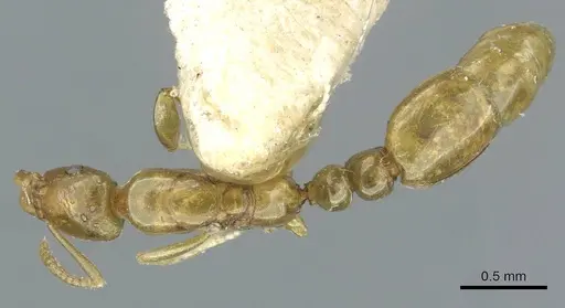 Protanilla schoedli specimen