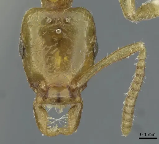 Protanilla schoedli specimen