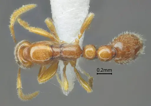 Protanilla tibeta specimen