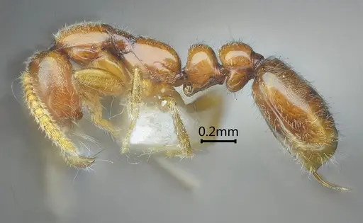 Protanilla tibeta specimen