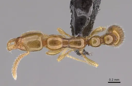 Protanilla wallacei specimen