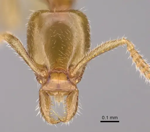 Protanilla wallacei specimen