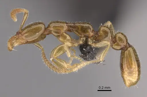 Protanilla wallacei specimen