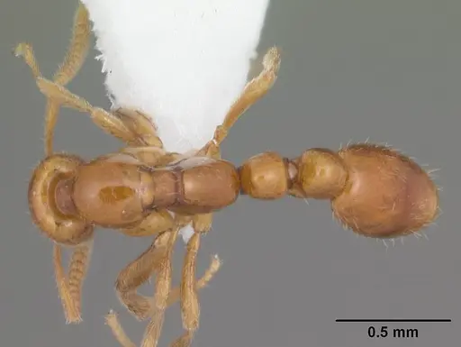 Protanilla wardi specimen