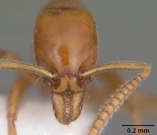 Protanilla wardi specimen