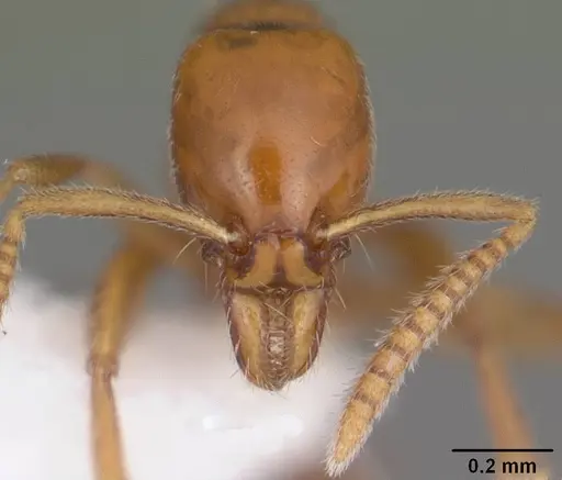 Protanilla wardi specimen