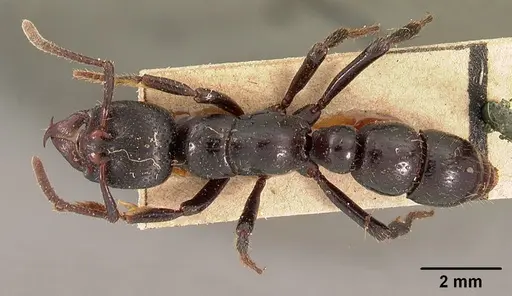 Psalidomyrmex feae specimen