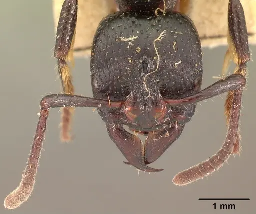 Psalidomyrmex feae specimen