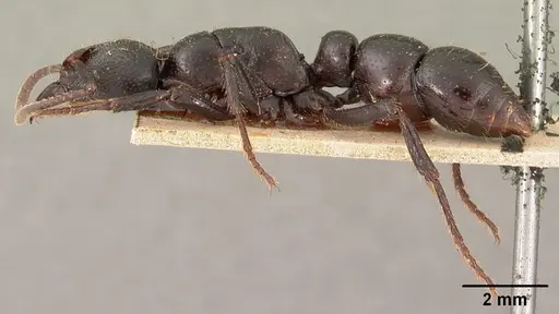 Psalidomyrmex feae specimen