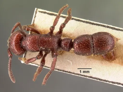 Psalidomyrmex foveolatus specimen