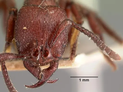 Psalidomyrmex foveolatus specimen