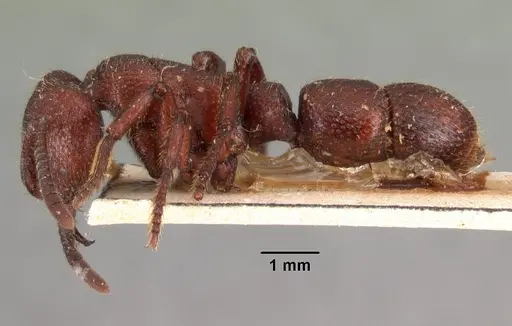 Psalidomyrmex foveolatus specimen